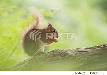 Red squirrel eating on a tree trunk  35896307