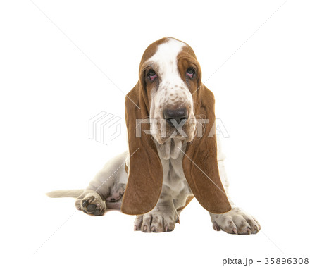 Basset hound puppy with droopy eyes 35896308