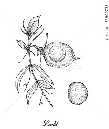 Hand Drawn of Fresh Lentil Pod on Tree 35900753