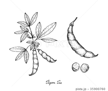 Hand Drawn of Pigeon Pea and Cajanus Cajan Plant 35900760