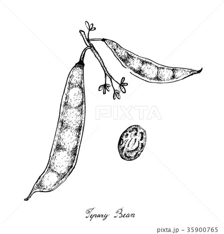 Hand Drawn of Tepary Bean Podss White Background 35900765