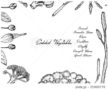 Hand Drawn of Podded Vegetables Frame 35900770
