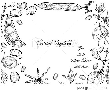 Hand Drawn of Podded Vegetables Frame 35900774