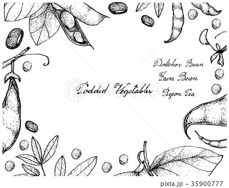Hand Drawn of Podded Vegetables Frame 35900777