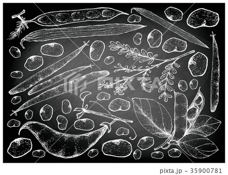 Hand Drawn of Podded Vegetables on Chalkboard 35900781