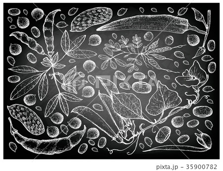 Hand Drawn of Podded Vegetables on Chalkboard 35900782