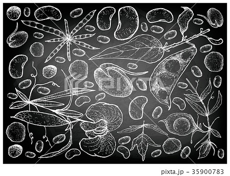 Hand Drawn of Podded Vegetables on Chalkboard 35900783