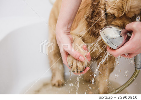 Woman cleans a paw to a dog Woman cleans a paw to a dog 35900810