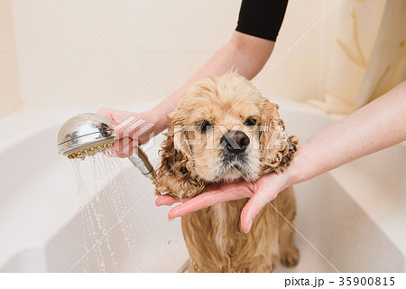 Dog is taking a shower at home Dog is taking a shower at home 35900815