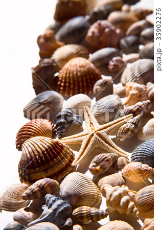 sea shells and star 35902276