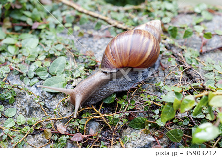 アフリカマイマイ アフリカマイマイ 35903212