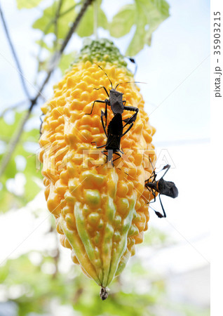 ゴーヤーの果実を食害するアシビロヘリカメムシの写真素材