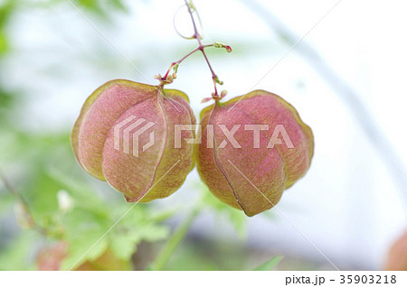 フウセンカズラ 35903218