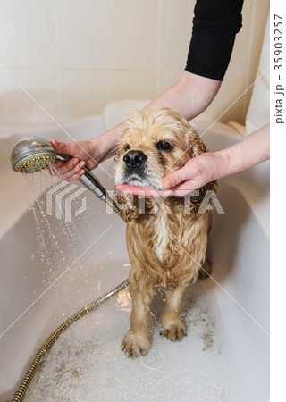 Dog is taking a shower at home Dog is taking a shower at home 35903257