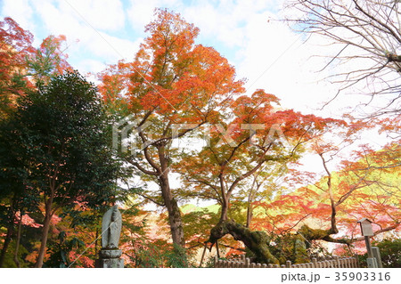 千年カエデ紅葉 千年カエデ紅葉 35903316