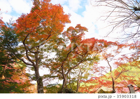 千年カエデ紅葉 35903318