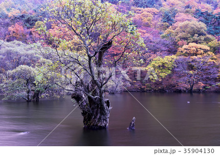 木 紅葉 湖 35904130