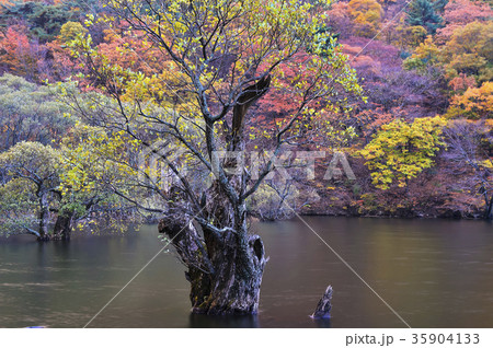 木 紅葉 湖 35904133