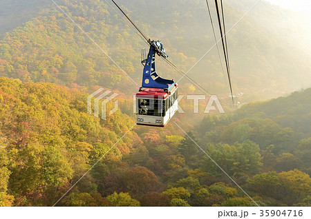 木 風景 紅葉 35904716