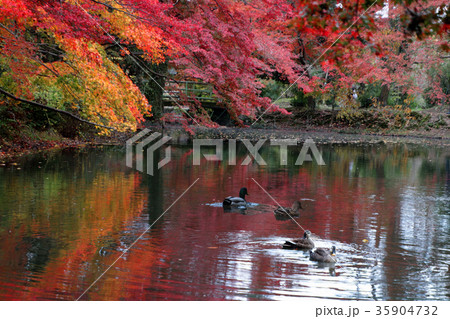 紅葉とカモ 35904732