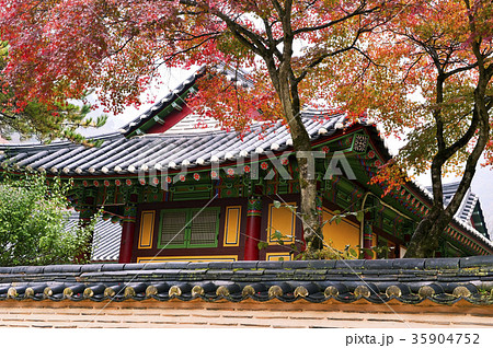 白羊寺 カエデ 紅葉 35904752