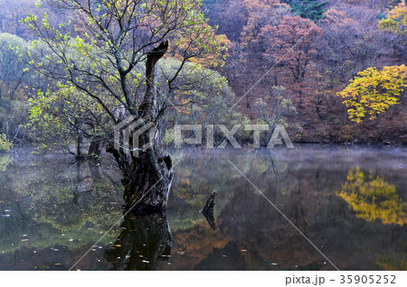 木 紅葉 湖 35905252