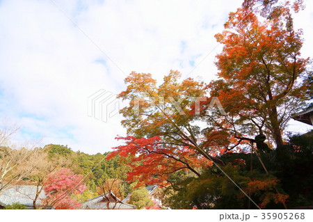 千年カエデ紅葉 35905268