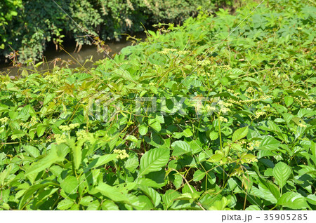 植物：ヤブガラシ　ブドウ科 35905285
