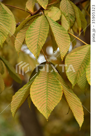 樹木：トチノキ　トチノキ科 35905323