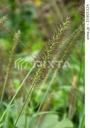 植物:チカラシバ イネ科 植物:チカラシバ イネ科 35905324