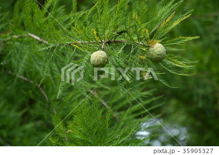 樹木：ラクウショウ　ヒノキ科 35905327