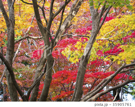 紅葉 35905761