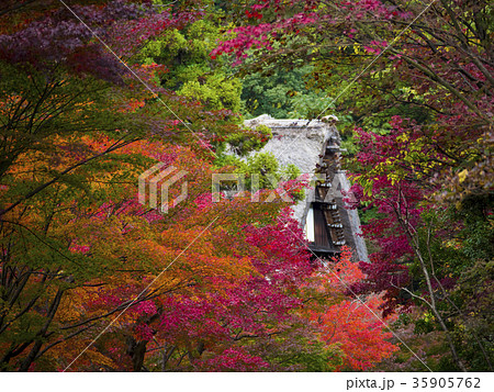 紅葉 35905762