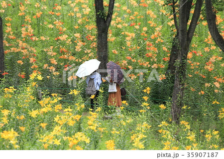 ところざわゆり園 ところざわゆり園 35907187
