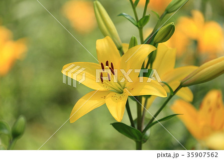 ところざわゆり園 ところざわゆり園 35907562