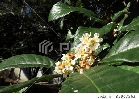 ビワの花 35907563