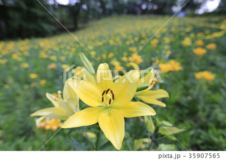 ところざわゆり園 ところざわゆり園 35907565
