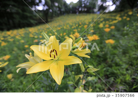 ところざわゆり園 ところざわゆり園 35907566