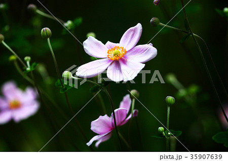 咲き始めたシュウメイギクの花 咲き始めたシュウメイギクの花 35907639