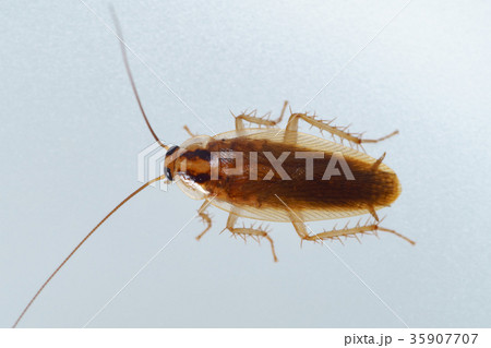 チャバネゴキブリ2-7 35907707