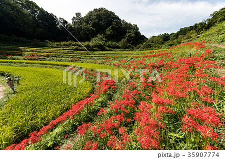 明日香村 稲渕の棚田に咲くヒガンバナの写真素材