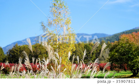 ススキ 35907811
