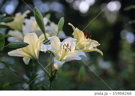 ところざわゆり園 ところざわゆり園 35908266