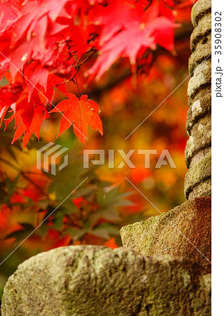 かえで 清水寺 長野 かえで 清水寺 長野 35908302