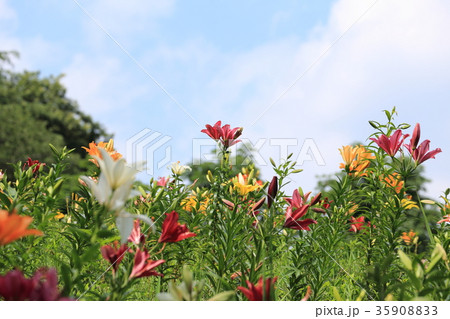 ところざわゆり園 ところざわゆり園 35908833
