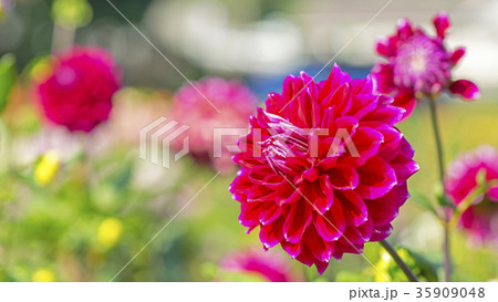 ダリア　16：9 35909048