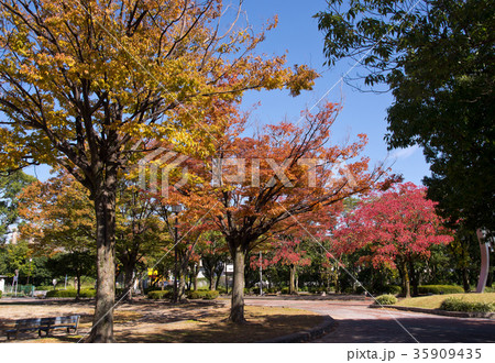 公園の紅葉(ケヤキとナンキンハゼ) 35909435