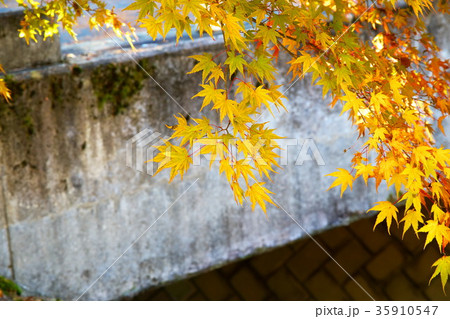 モミジ湖　紅葉 35910547