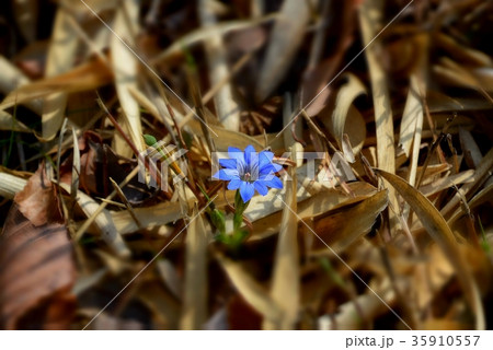 ハルリンドウ ハルリンドウ 35910557