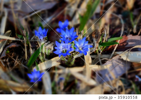 ハルリンドウ 35910558